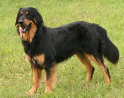 Babocsai Frédi