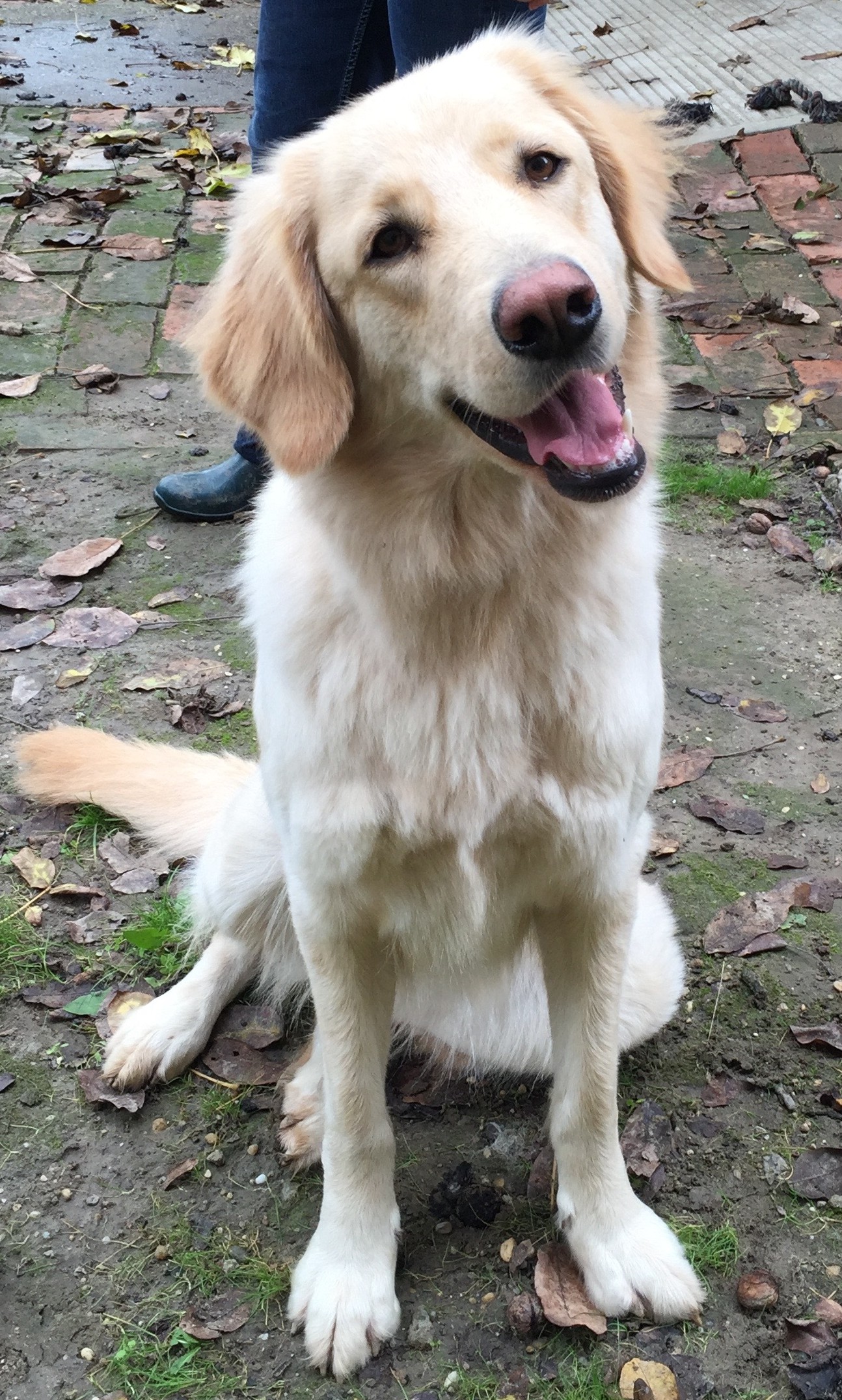Arya von Alten Farben
