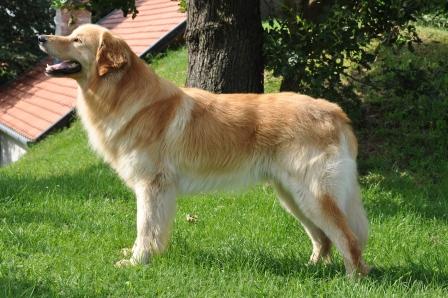 Pusztai-Pandur Dante